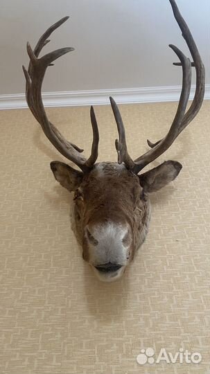 Голова оленя