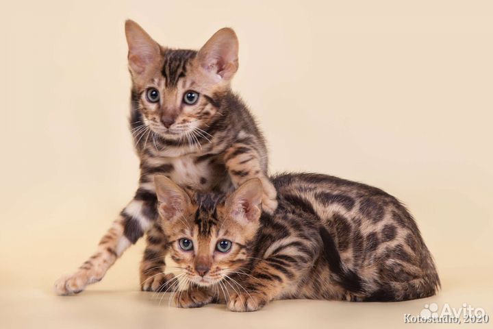 Бенгальские котята