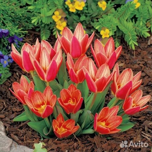 Тюльпаны