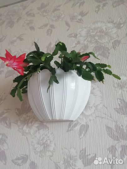 Цветок декабрист