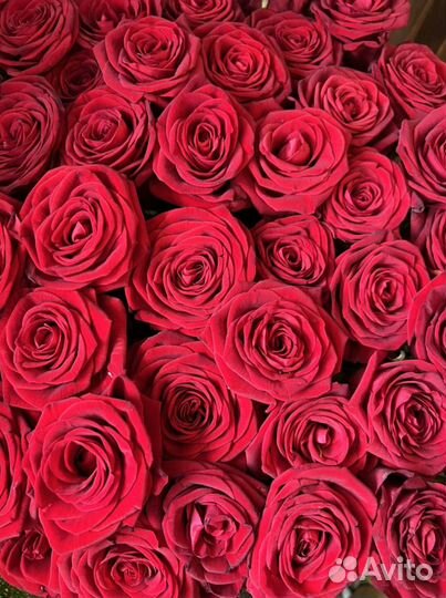 101 красная роза