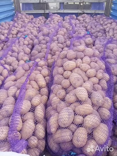 Продам картофель