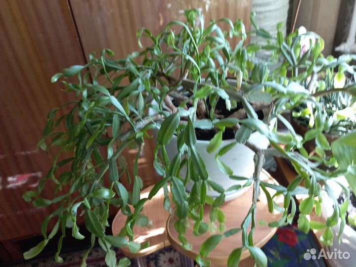 Декабрист ваша цена