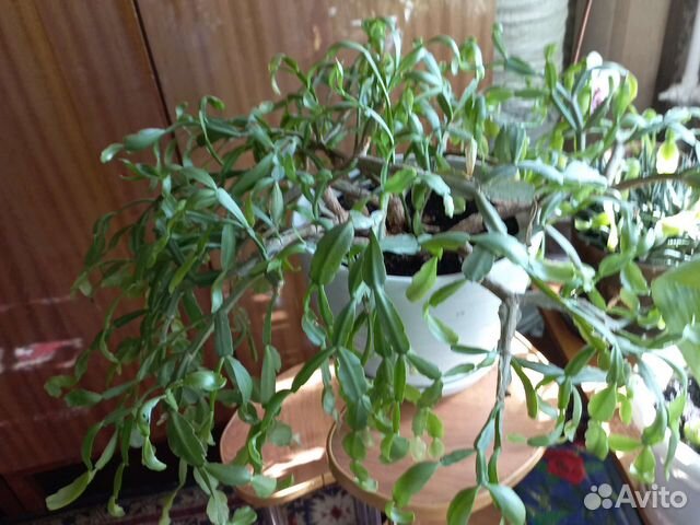 Декабрист ваша цена