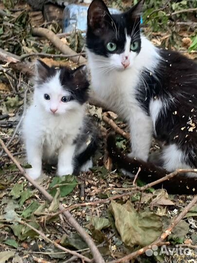 Котенок мальчик