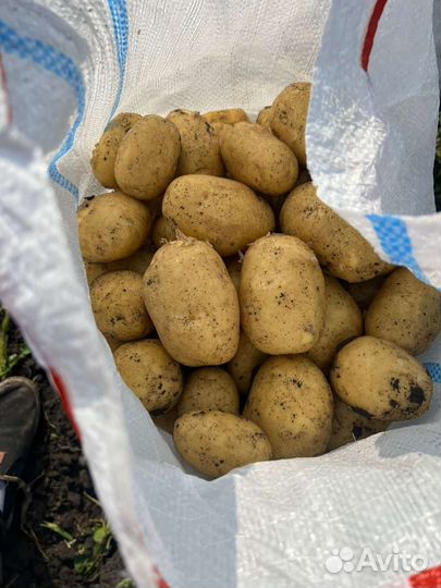 Картофель ранний урожай 2023