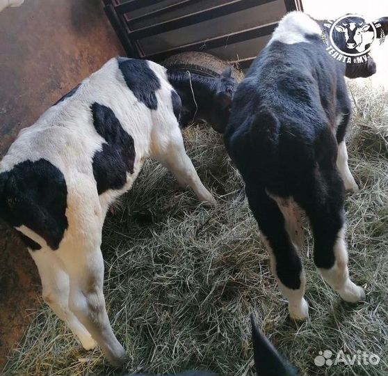 Телята бычки