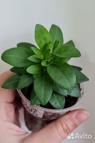 Калибрахоа