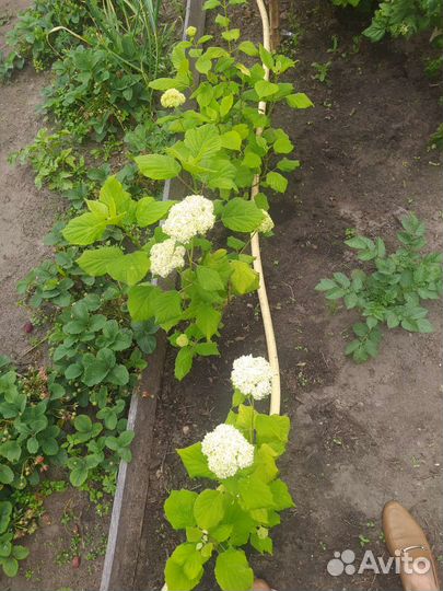 Гортензия метельчатая