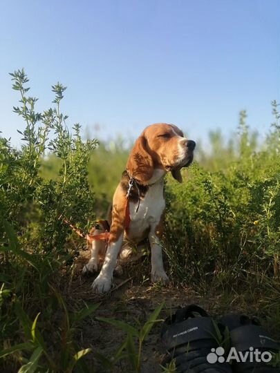 Вязка кобель бигль