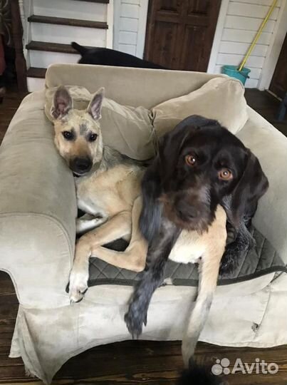 Ищет дом великолепный пёсик Валли