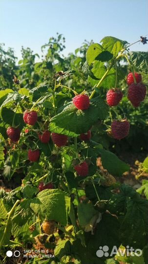 Продам саженцы малины