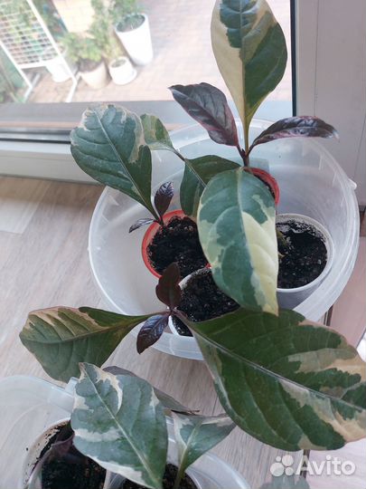 Псевдоэрантемум