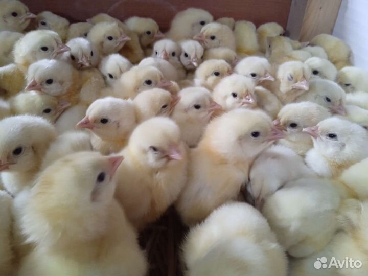Цыплята бройлер суточные