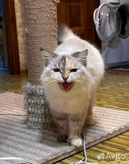 Маруся в дар