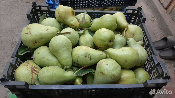 Груша зимняя
