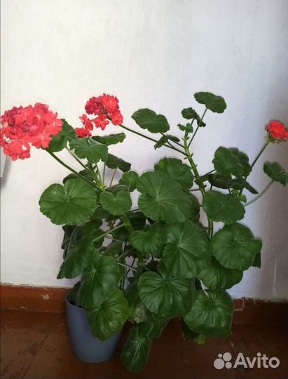 Герань, каллизия, традесканция