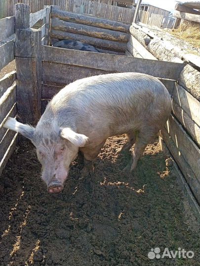 Хряк на племя
