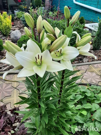 Сортовая Лилия