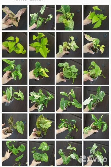 Сингониумы и Сциндапсусы