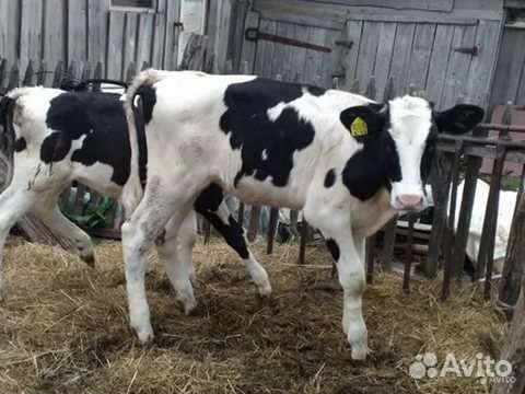 Бычки с доставкой