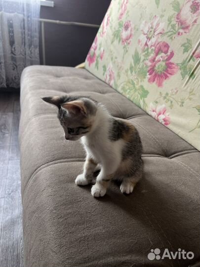 Отдам котенка в добрые руки