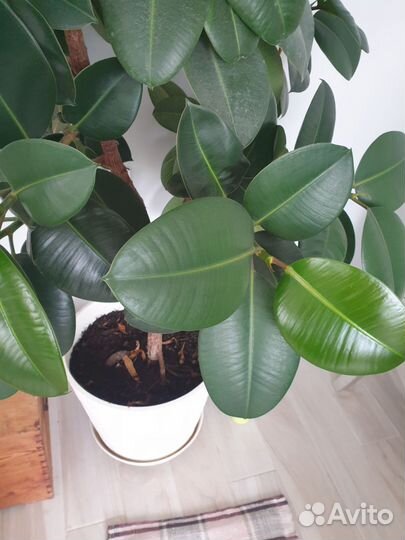 Фикус каучуковый