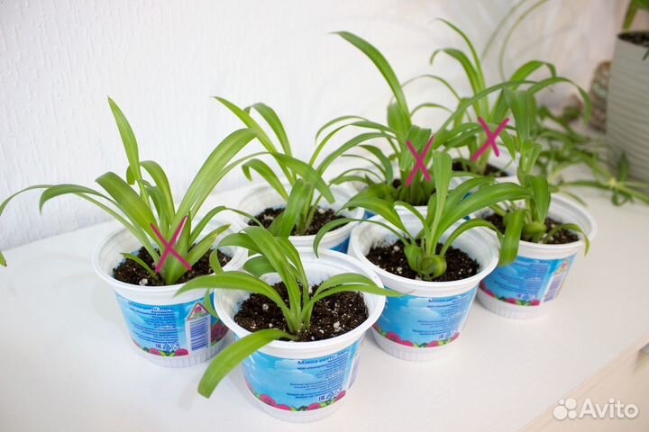 Комнатные растения цветы, хлорофитум