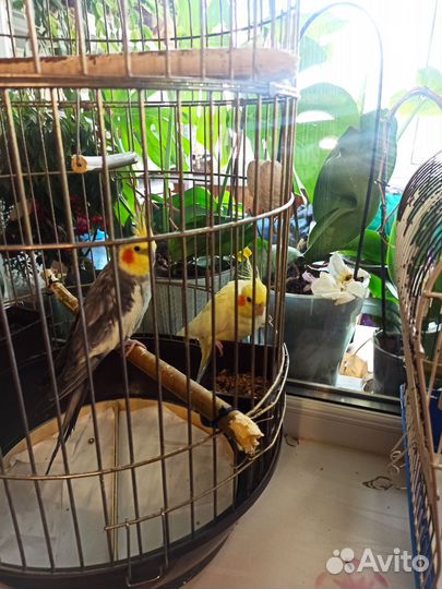 Попугаи корелла пара мальчик девочка с клеткой