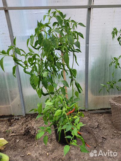 Перец острый с плодами