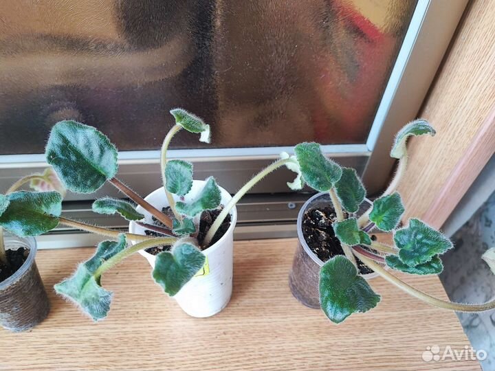 Фиалка Весна