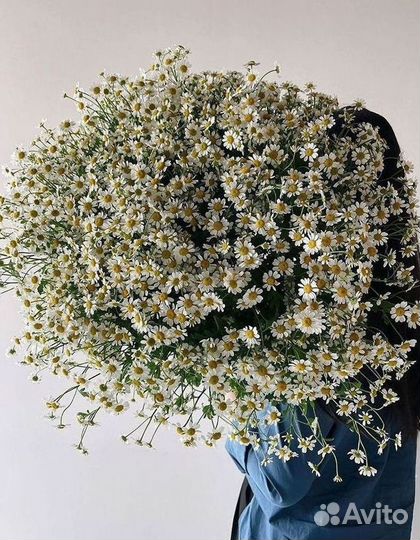 Цветы ромашки. Букеты ромашек. Цветы доставка
