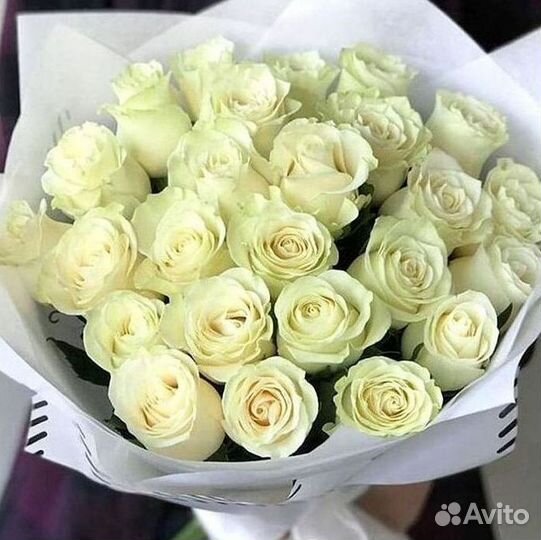 101 роза цветы букеты доставка 25 51 101 роза