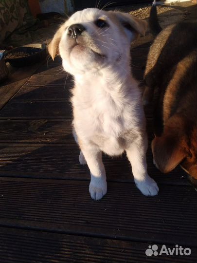 Две девочки в добрые руки