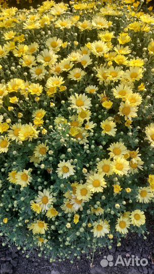 Хризантемы мультифлора