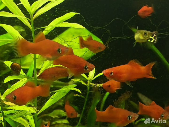 Меченосцы красные