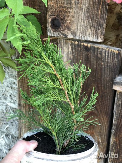 Туи и можжевельники