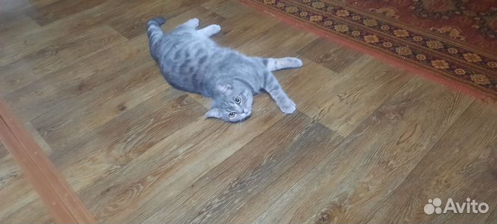 Кот британец в добрые руки