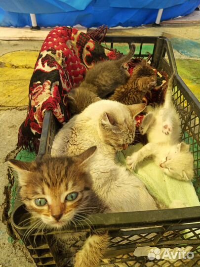 Отдат котят