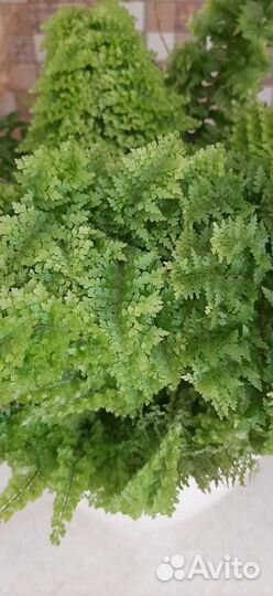 Нефролепис карликовый