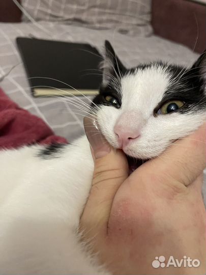 Показываю смешные фото кота