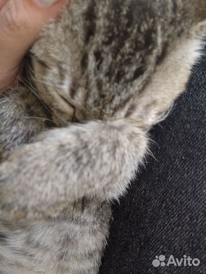 Котенок