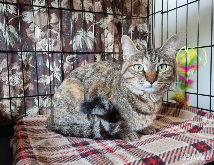 Отдам кошечку Трейси