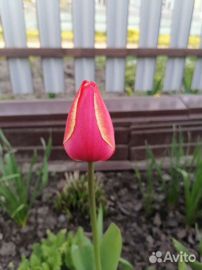 Тюльпаны в букет