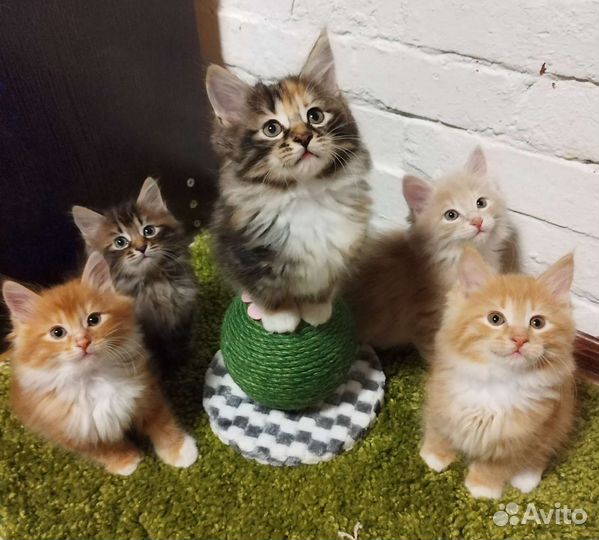 Кошки курильский бобтейл из питомника