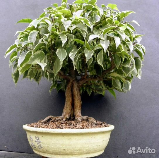 Фикус Кинки