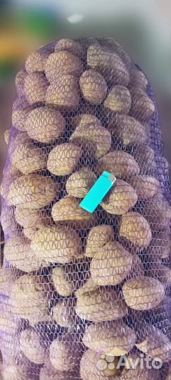 Картофель крупный (50+) без выходных