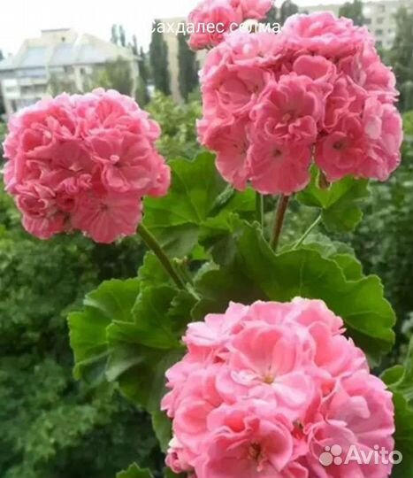 Пеларгония сортовая