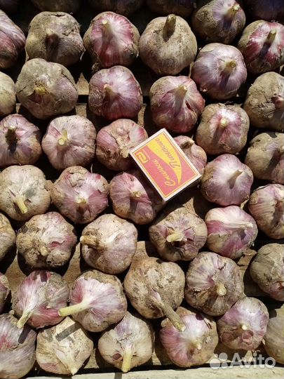 Чеснок зимний. зверобой