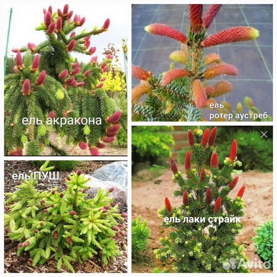 Ели и Кипарисовики